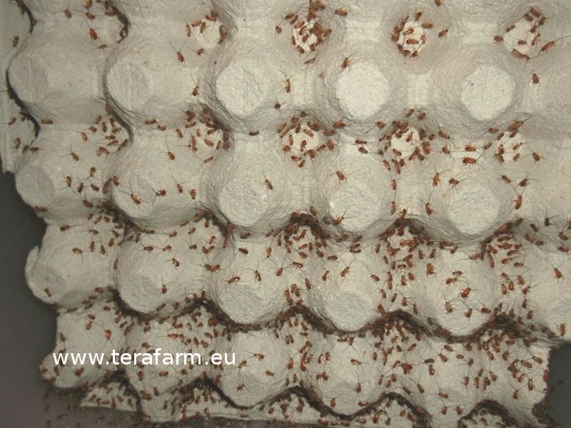 yavru tartara.jpg